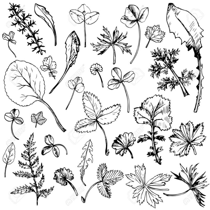 Луговые и полевые цветы для детей