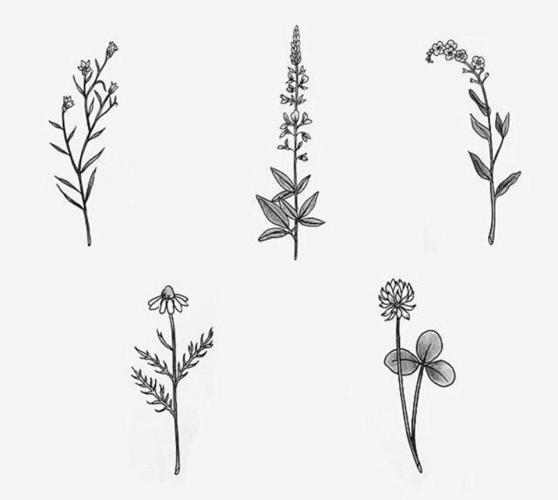 Наклейки лекарственные травы