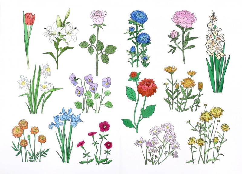 Зарисовки мелких растений