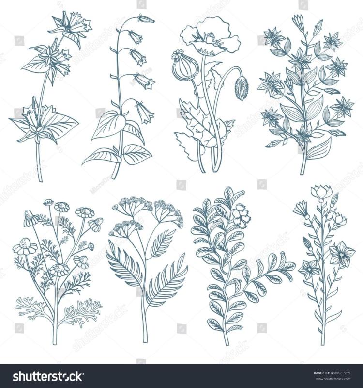 Полевое растение с желтыми цветами на черном фоне