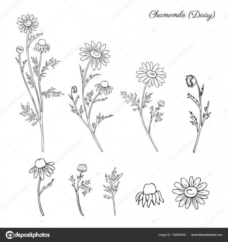 Hand drawn рисованная Векторная Scotland