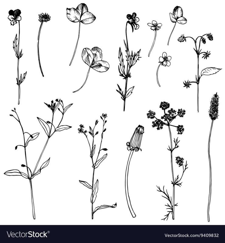 Графика рисунок Дикие растения