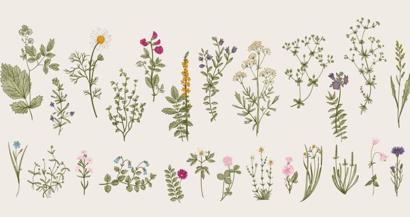 Травы и полевые цветы паттерн