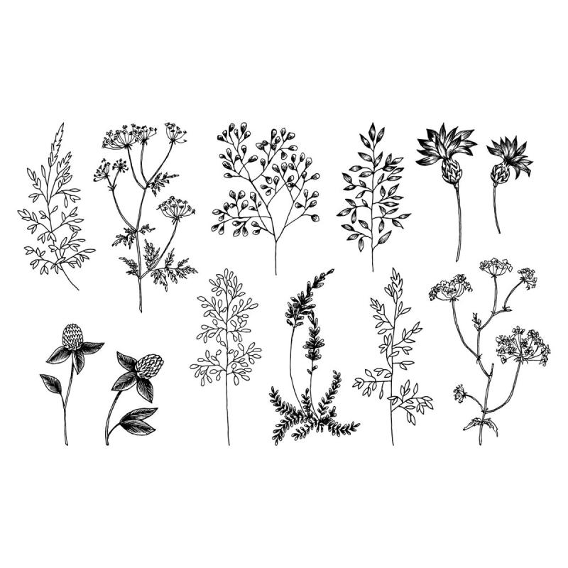 Графические зарисовки с натуры цветов трав насекомых