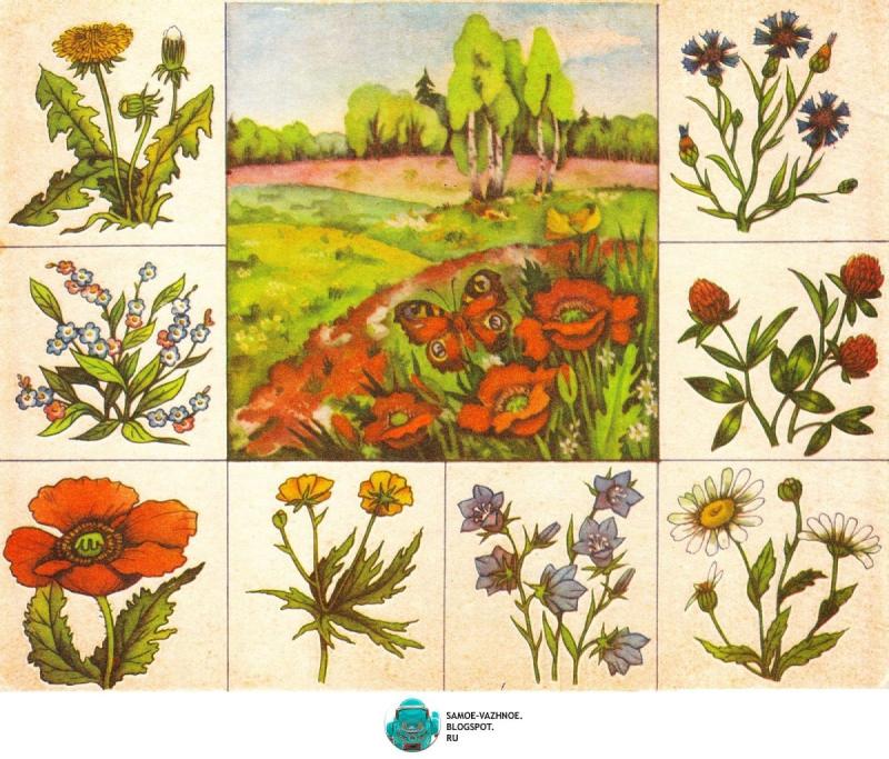 Дикорастущее растение рисунок