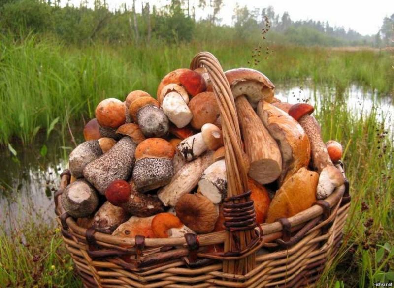 Корзина для грибов