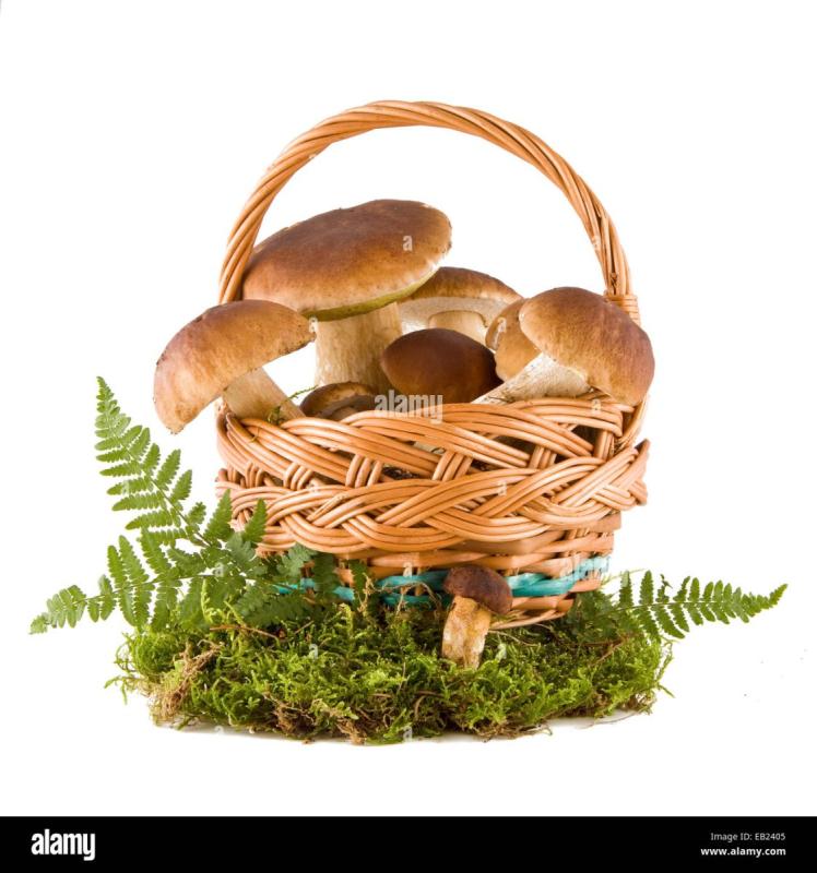 Перевернутая корзина с грибами