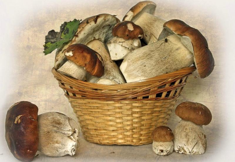Натюрморт с грибами