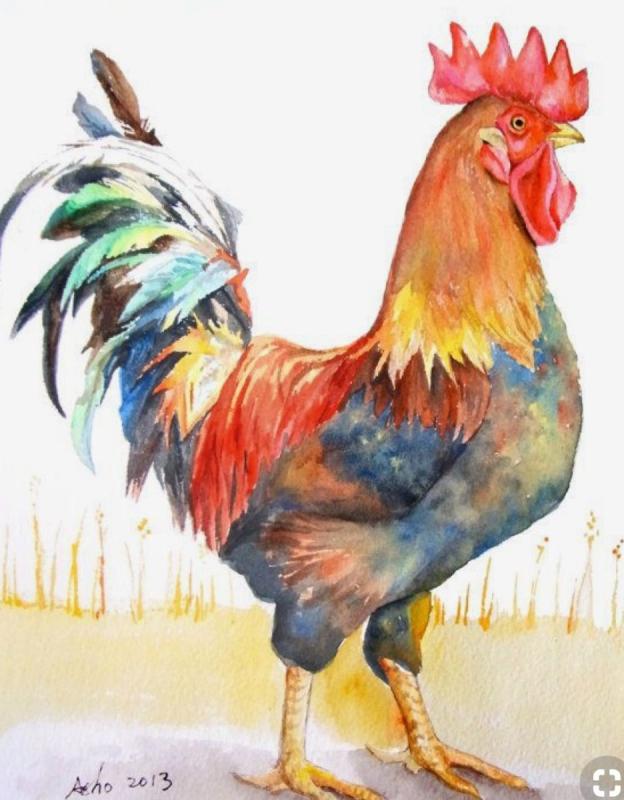 Хвост петуха