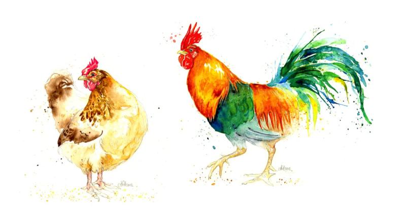 Петух в красках в акварели