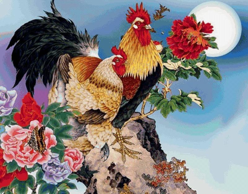 Петух раскраска для детей