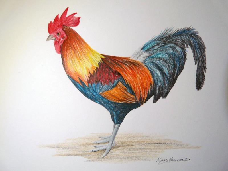 Петух нарисованный красками