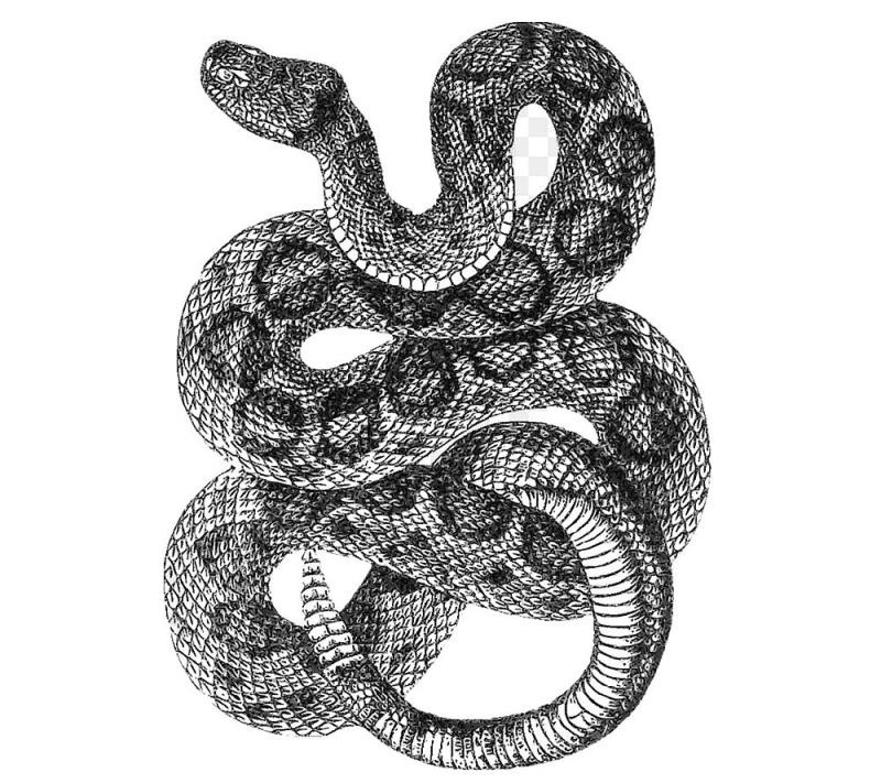 Эскизы змеи мужские