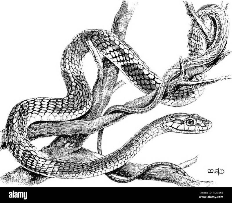 Змея на ветке рисунок