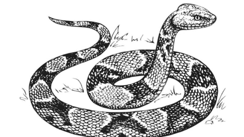 Эскиз змеи