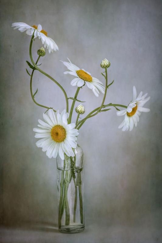 Акварель ромашки