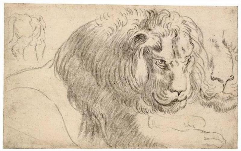 Питер Пауль Рубенс рисунок львица