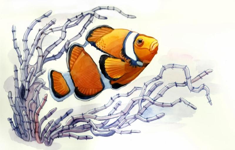 Рыба клоун рисунок для детей