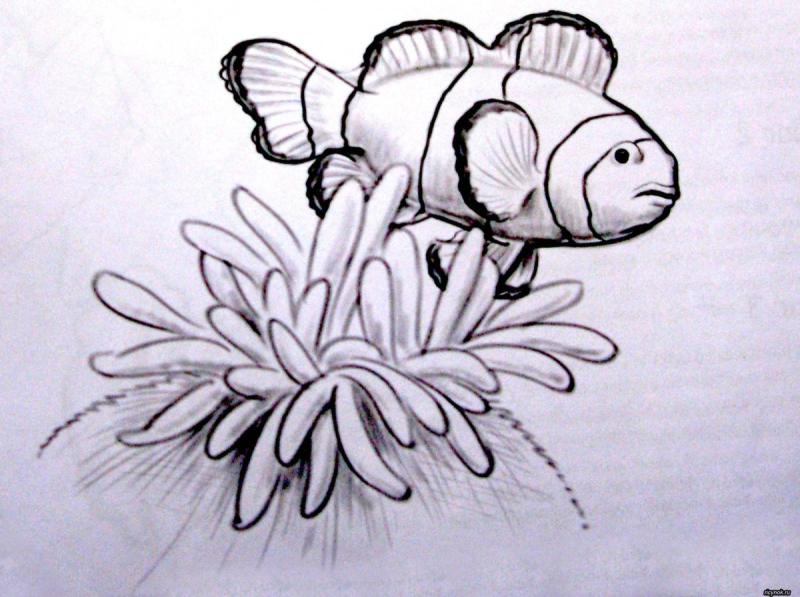 Рыба клоун детская разукрашка