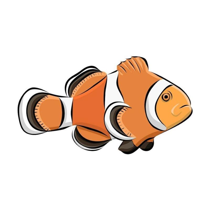 Рыба клоун рисунок для детей