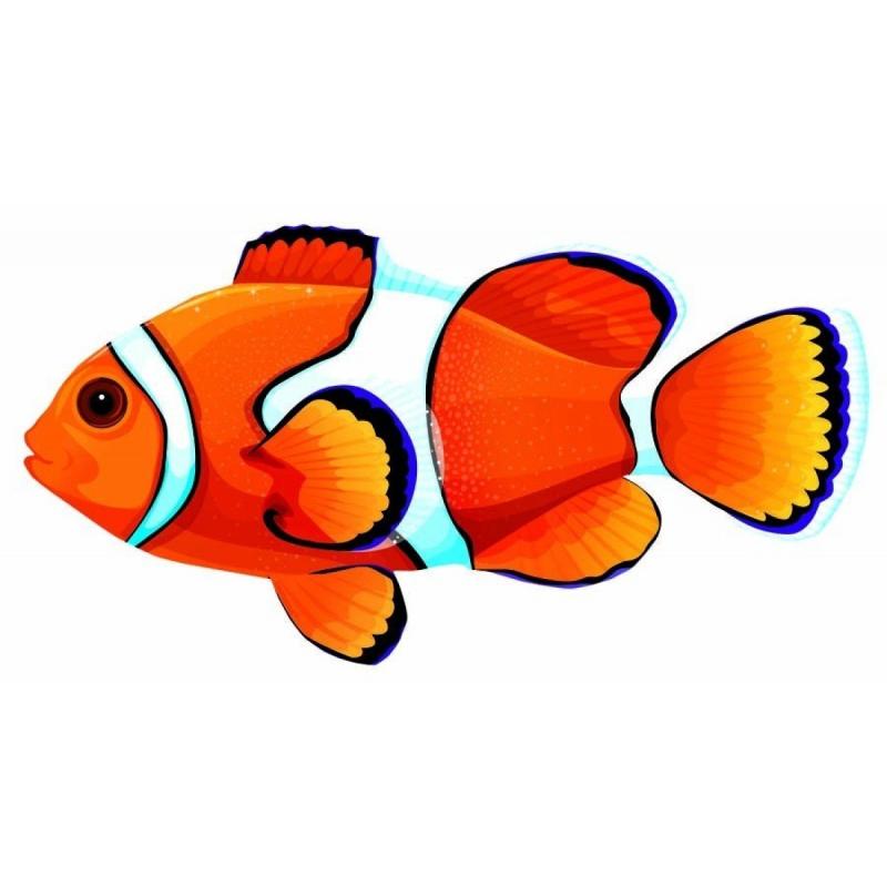 Рыба клоун оцеллярис рисунок