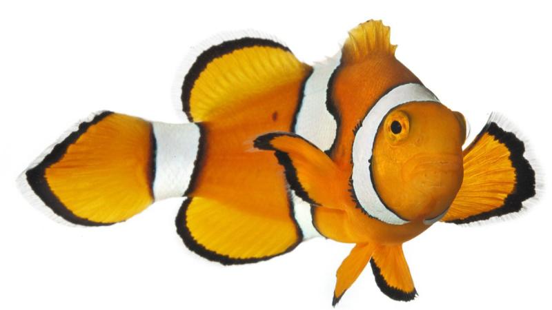 Рыбка клоун арт