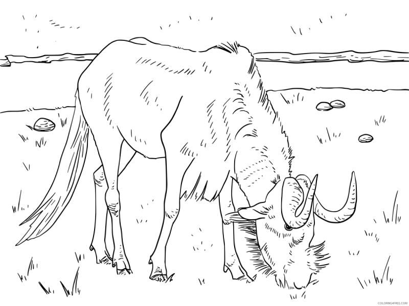 Сайгак рисунок для срисовки