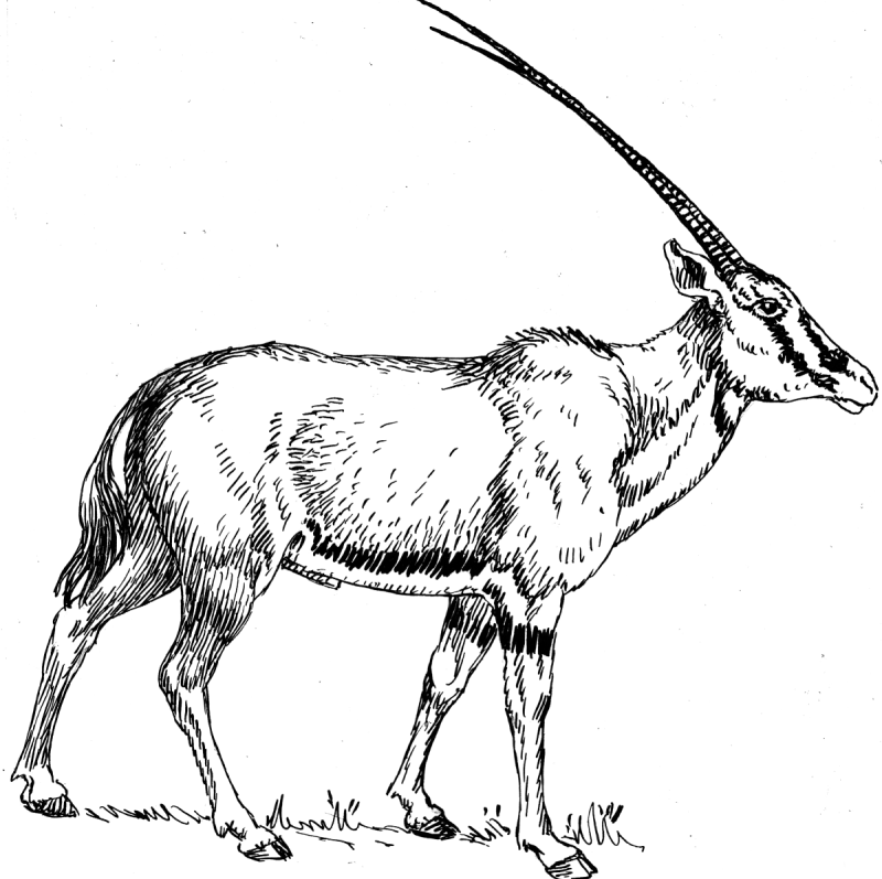 Антилопа раскраска для детей