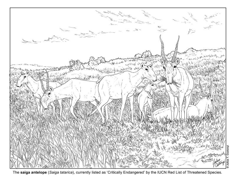 Сайгак Краса степи