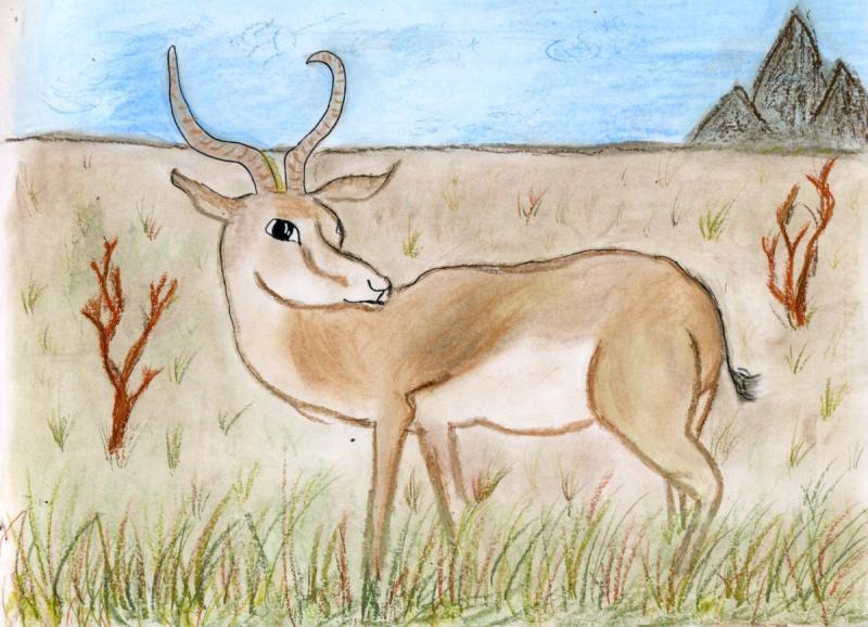 Сайгак раскраска для детей