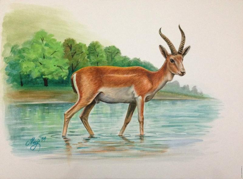 Сайгак рисунок