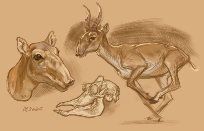 Сайгак логотип