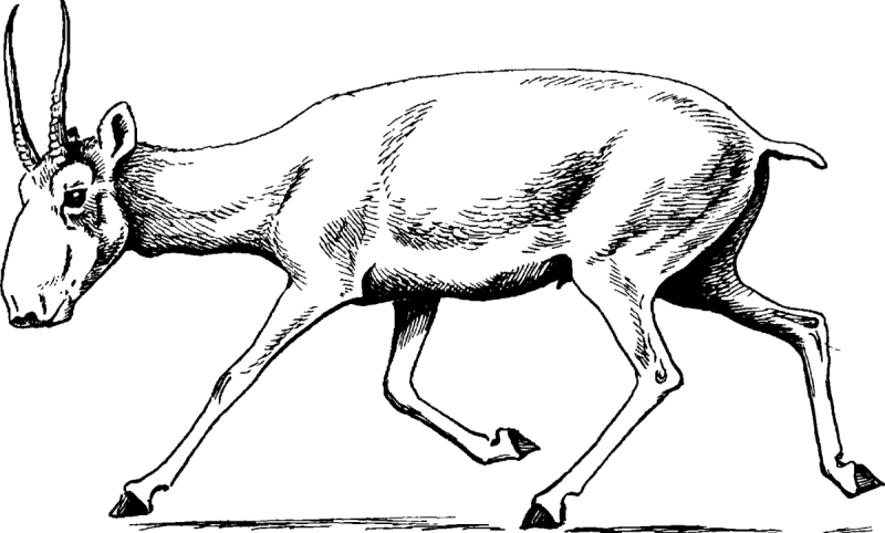 Сайгак раскраска для детей