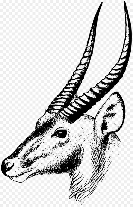 Антилопа гну раскраска