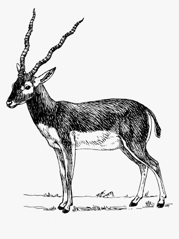 Антилопа раскраска