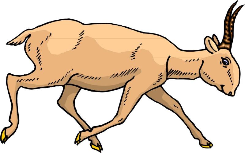 Сайгак рисунок