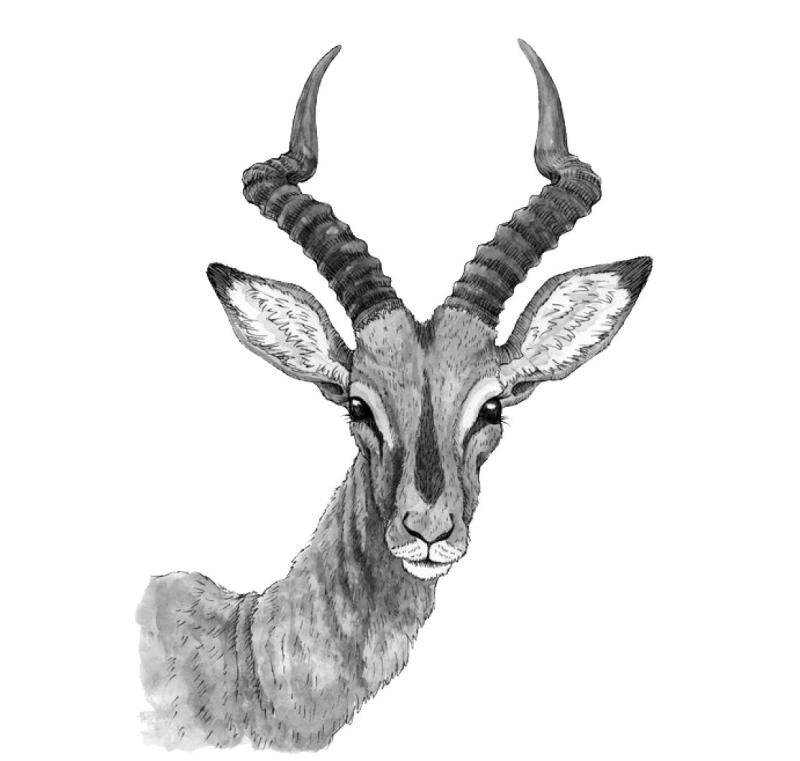 Антилопа раскраска