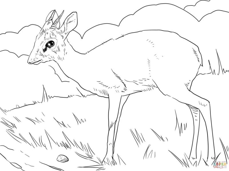 Сайгак раскраска