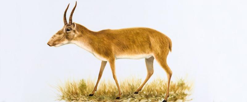 Сайга (Сайгак) рисунок