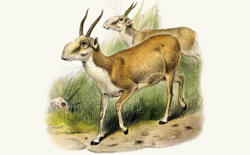 Сайгак контур