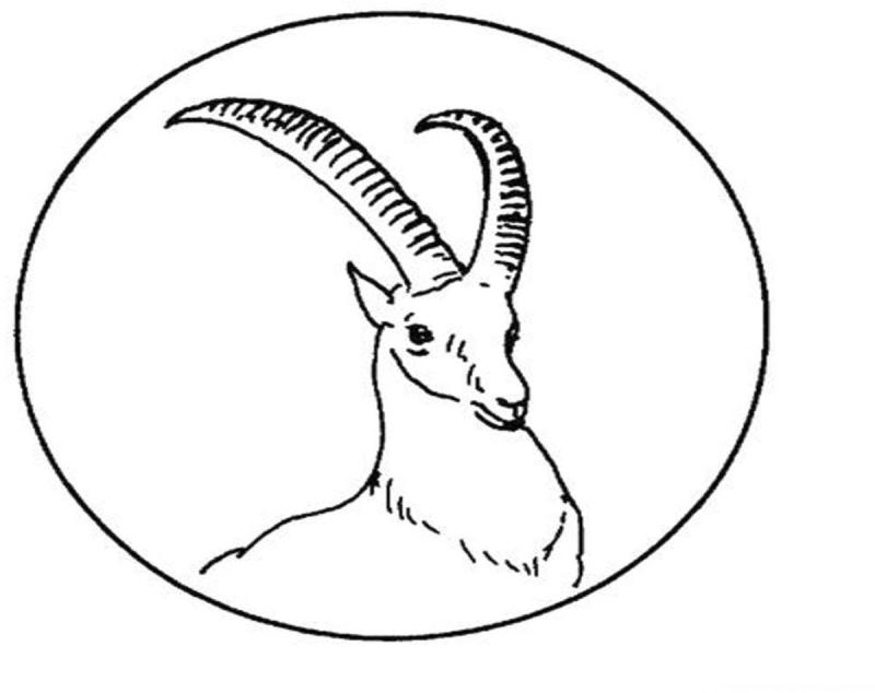 Антилопа раскраска для детей