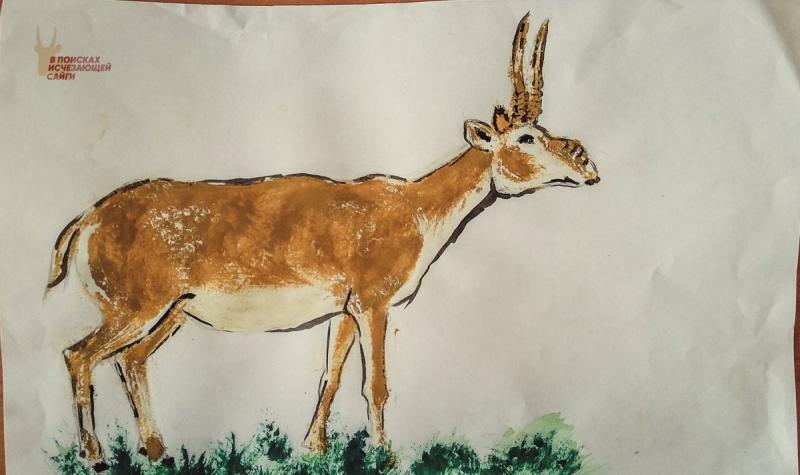 Голова сайгака