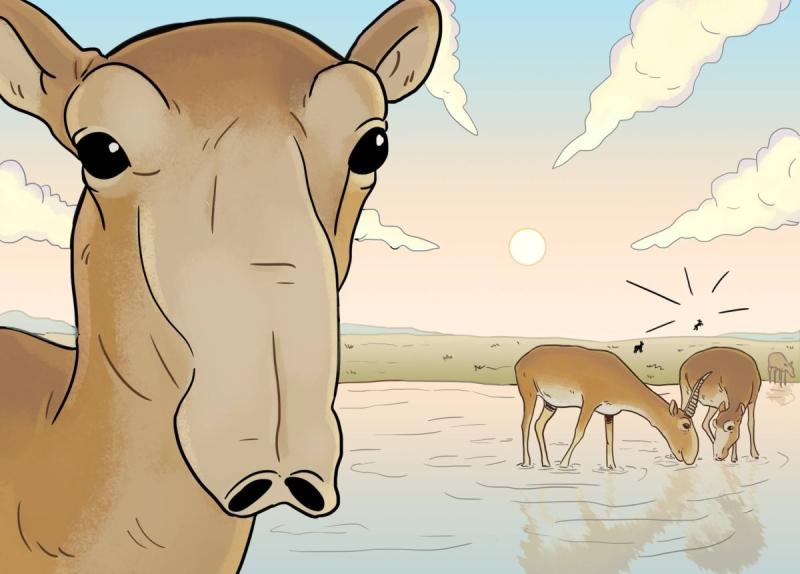 Сайгак рисунок для детей68