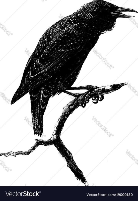 Перелетные птицы раскраска Зяблик