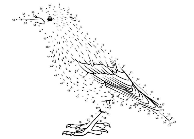 Скворец раскраска для детей