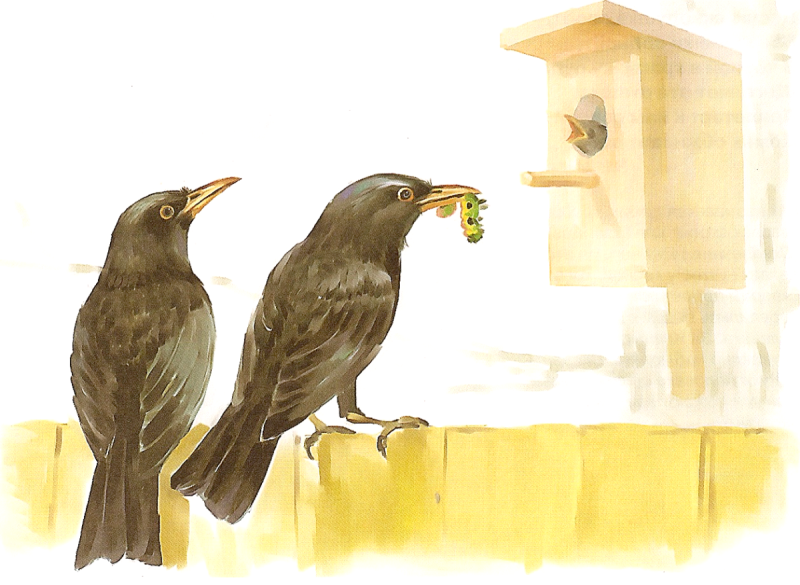 Скворец для детского сада