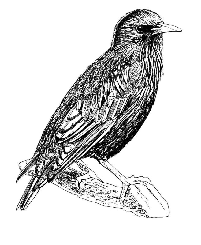 Скворец тату эскизы