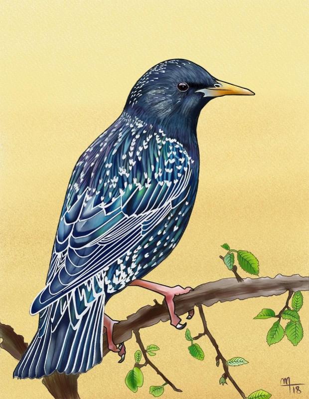 Скворец иллюстрация