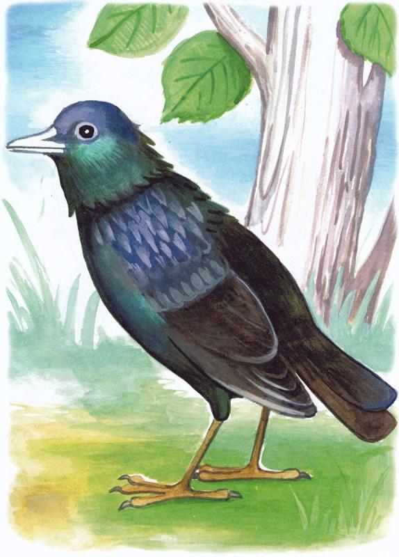 Скворец картинка для детей