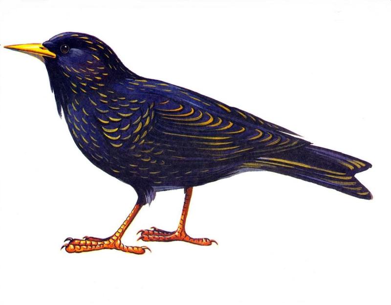 Как нарисовать птицу из слова Bird